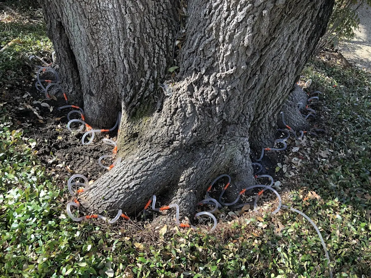 Detailed Tree Cabling and Bracing job site in Nampa