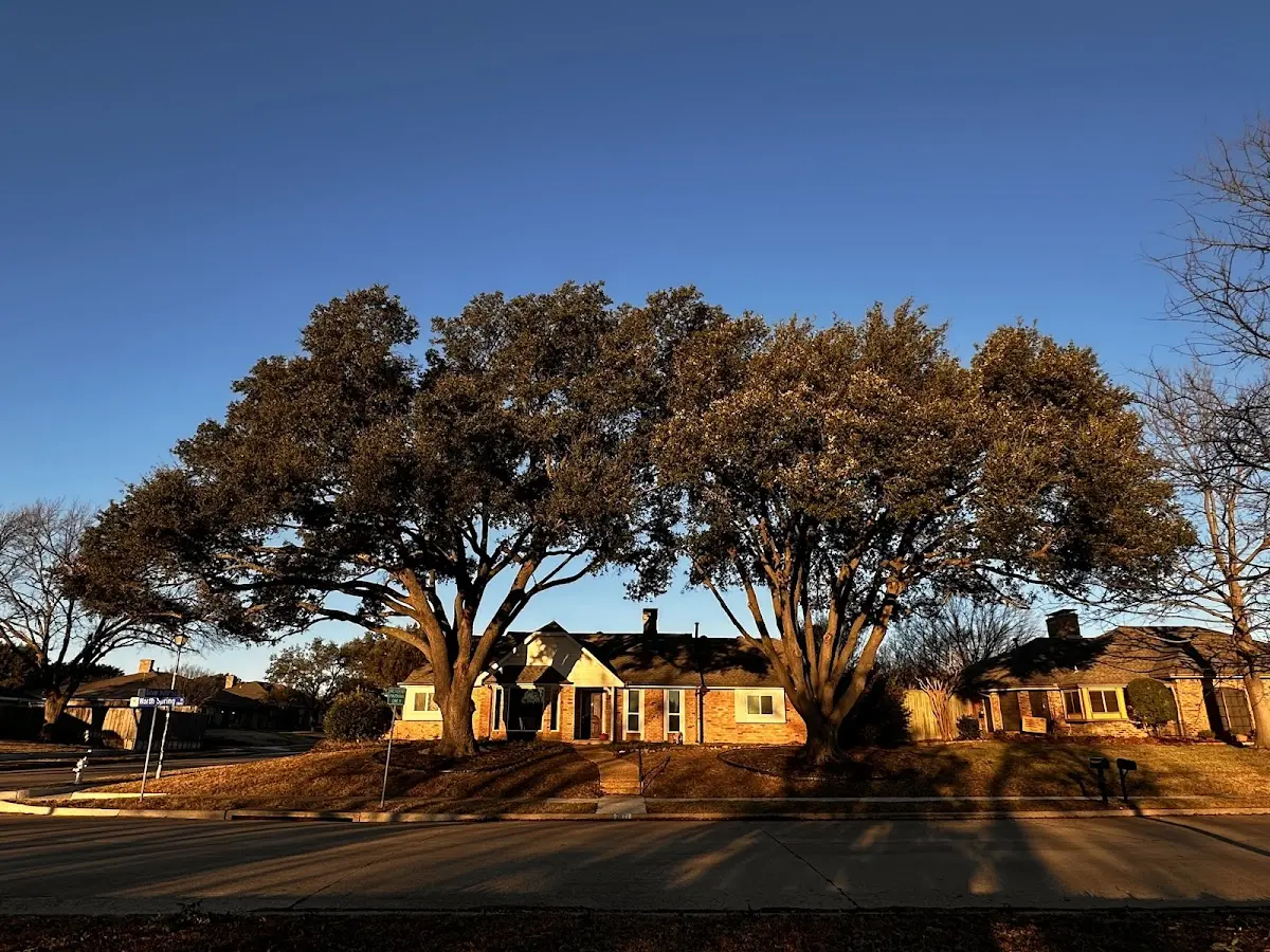 Established residential canopy tree shading a home in Nampa